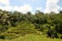 Expat mortgage Indonesia - Bali rice terrace landscape in Ubud